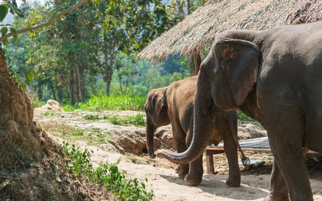 Why Visit Thailand Elephant Nature Park Chiang Mai 2