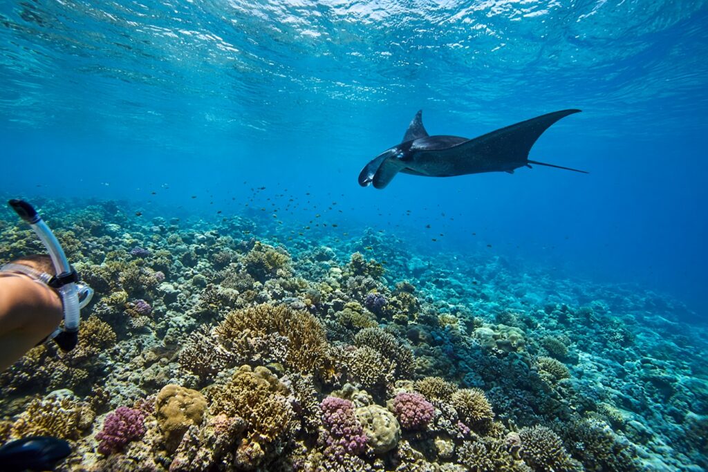 Snorkelling