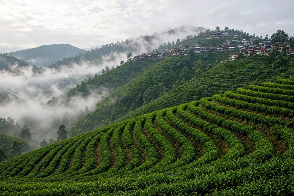 Tea plantations on the hills of Doi Mae Salong in northern Thailand, rows of green tea bushes in the morning mist
