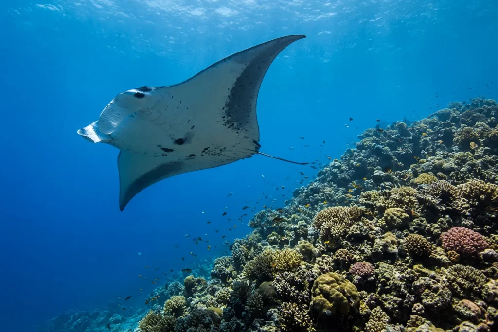 Visiting Indonesia With A Twist: Underwater Adventure